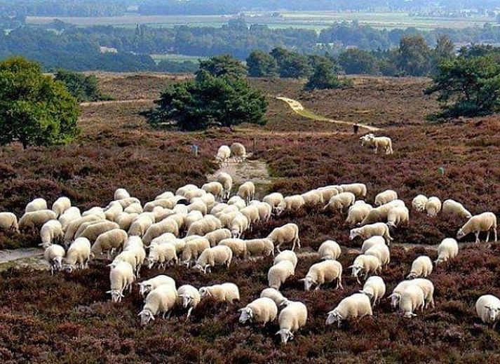Unterkunft 542814 - Ferienhaus Vechtstreek - Huisje in Stegeren