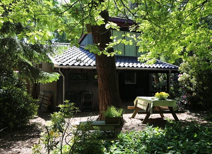 Ferienhaus in Stegeren, Overijssel mit schattiger Veranda, umgeben von gruener Natur.