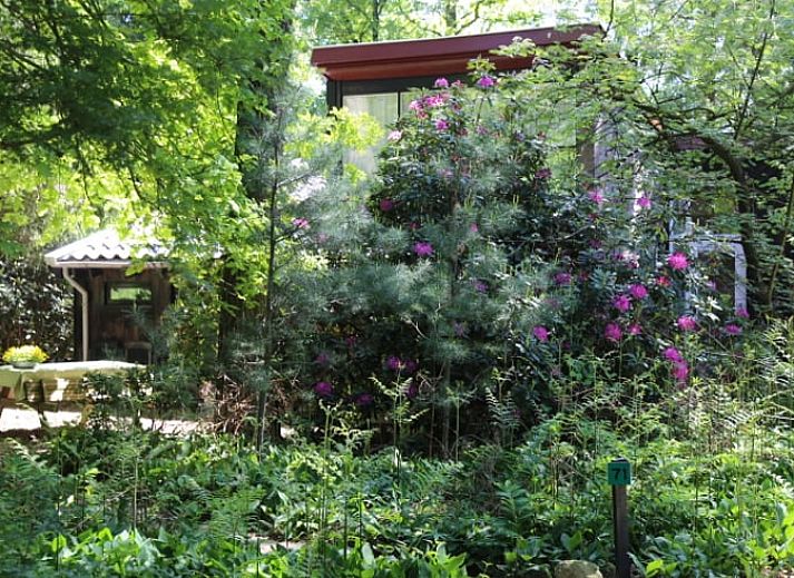 Ferienhaus in Stegeren, Overijssel mit schattiger Veranda, umgeben von gruener Natur.