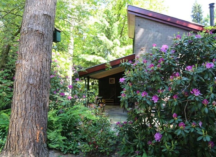Ferienhaus in Stegeren, Overijssel mit schattiger Veranda, umgeben von gruener Natur.