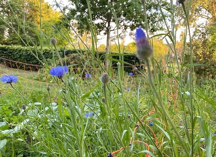 Unterkunft 543216 - Ferienhaus Vechtstreek - Huisje in Holtheme