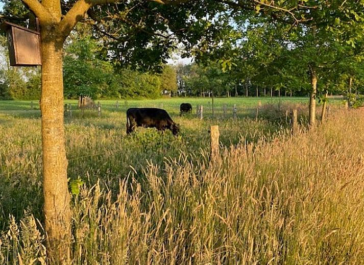 Unterkunft 543216 - Ferienhaus Vechtstreek - Huisje in Holtheme
