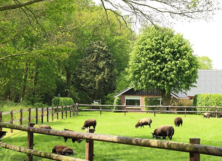 Unterkunft 543405 • Ferienhaus Vechtstreek • Vakantiehuisje in Lemelerveld