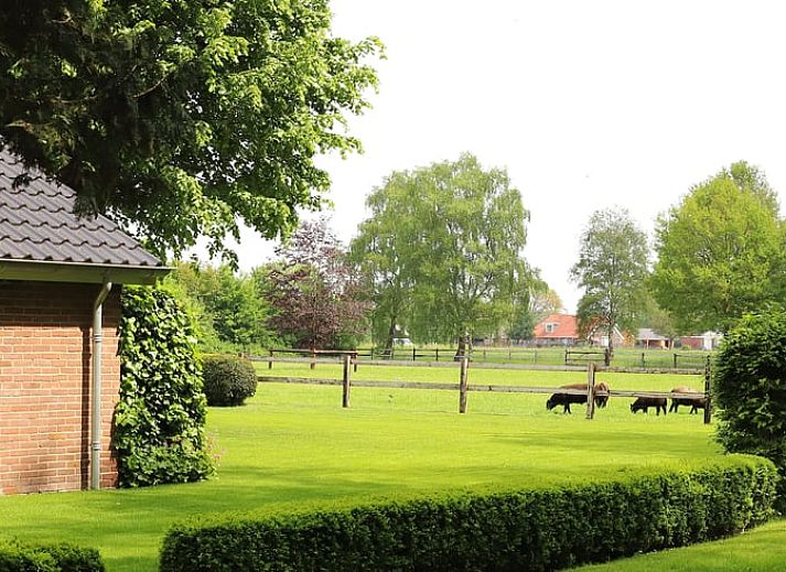 Rustikale Umgebung im Ferienhaus in Lemelerveld, Overijssel, mit weidenden Schafen und gruener Natur in der Region Vecht.