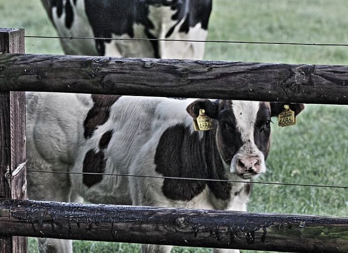 Moderne Kueche in einem Ferienhaus in Lemelerveld, Overijssel, mit Blick auf die natuerliche Umgebung der Vecht-Region.