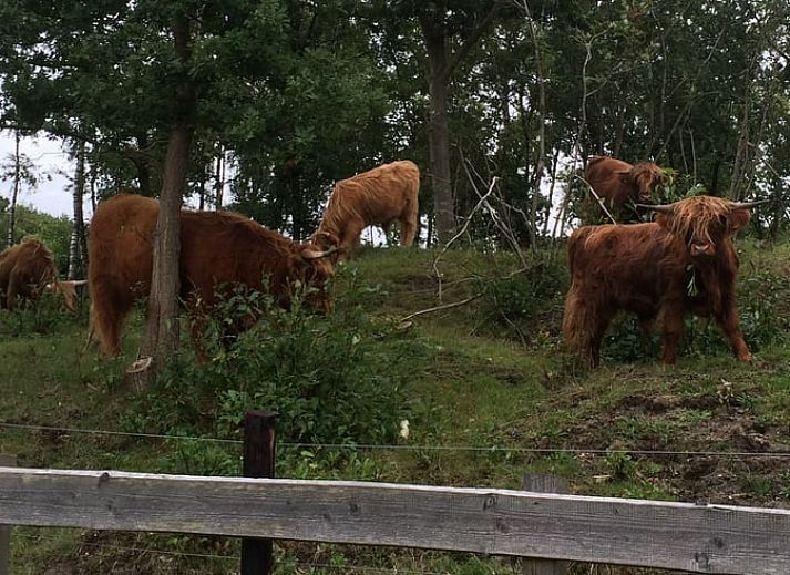 Winterse charme bij Vakantiehuisje in Kloosterhaar, bedekt met sneeuw in de Vechtstreek, Overijssel.