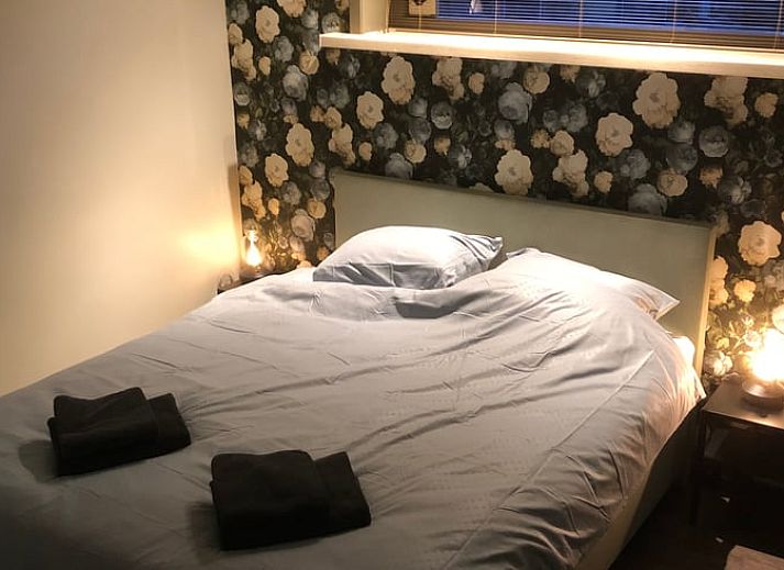 Schapen grazen in weide bij Vakantiehuisje in Vinkenbuurt, Vechtstreek, Overijssel.