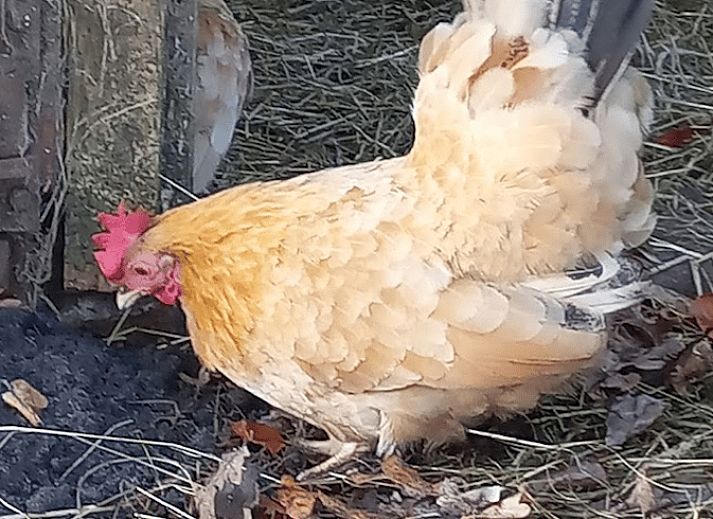 Authentiek vakantiehuis in Brucht, Vechtstreek, Overijssel met landelijke uitstraling.