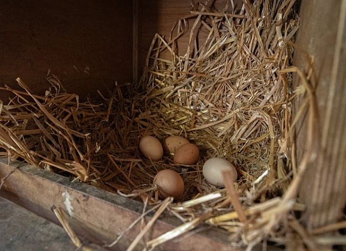 Terrasse des Ferienhauses in Collendoorn, Vechtstreek, Overijssel. Geniessen Sie die Ruhe und die Natur rund um das Ferienhaus.