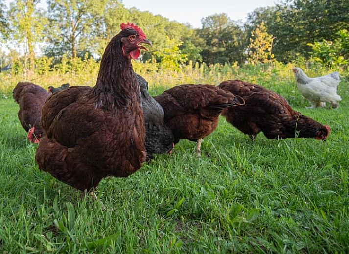 Modernes Badezimmer im Ferienhaus in Collendoorn, Vechtstreek, Overijssel. Luxurioese Ausstattung fuer einen komfortablen Aufenthalt.