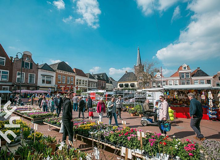 Rustieke weide met koeien nabij OV270 vakantiehuis in Giethoorn, omgeven door de natuur van Noordwest Overijssel.