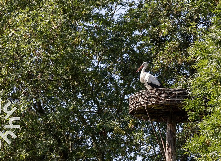 Kanoen bij OV270 vakantiehuis in Giethoorn, een unieke ervaring in het waterland van Noordwest Overijssel.