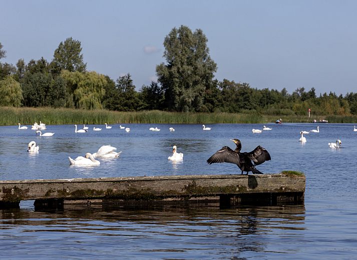 Guest house 5501115 - Holiday property Noordwest Overijssel - OV792