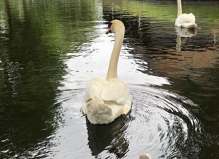 Gemuetliche Veranda des Ferienhauses in Giethoorn mit Blumen in Overijssel.
