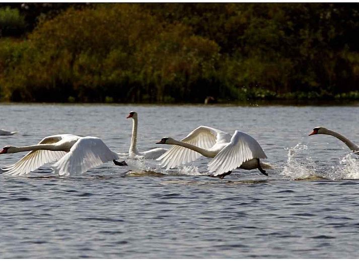 Moderne Kueche im Ferienhaus OV117 in Giethoorn, Nordwest Overijssel, mit farbenfroher Tulpenwanddekoration.
