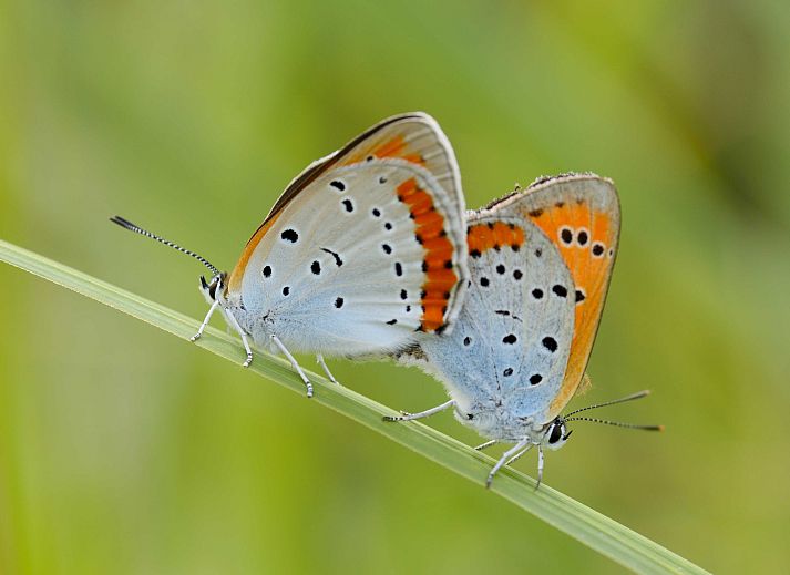 Vakantiehuis OV699 in Giethoorn, Overijssel met uitzicht op water en natuur.
