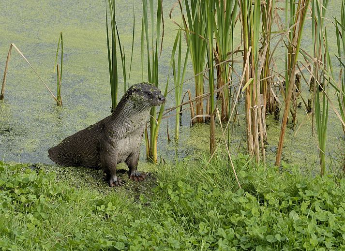 Gezellige woonkamer van vakantiehuis OV699 in Giethoorn, Overijssel met uitzicht op de natuur.