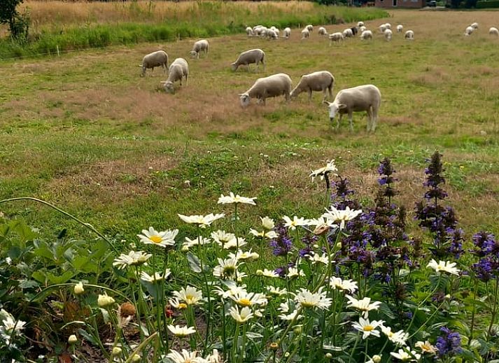 Gemuetliche Sitzecke im Ferienhaus in Scheerwolde, Overijssel, mit bunten Kissen und natuerlichem Licht.