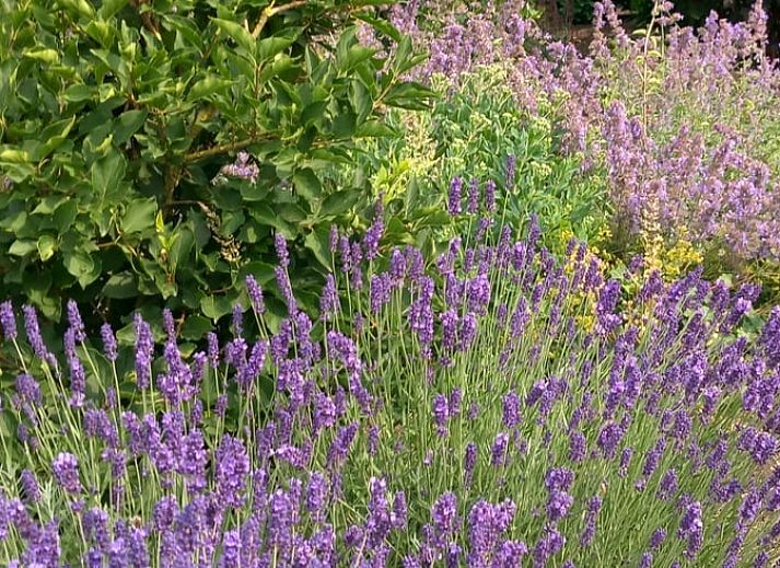 Unterkunft 550809 - Ferienhaus Noordwest Overijssel - Vakantiehuisje in Scheerwolde