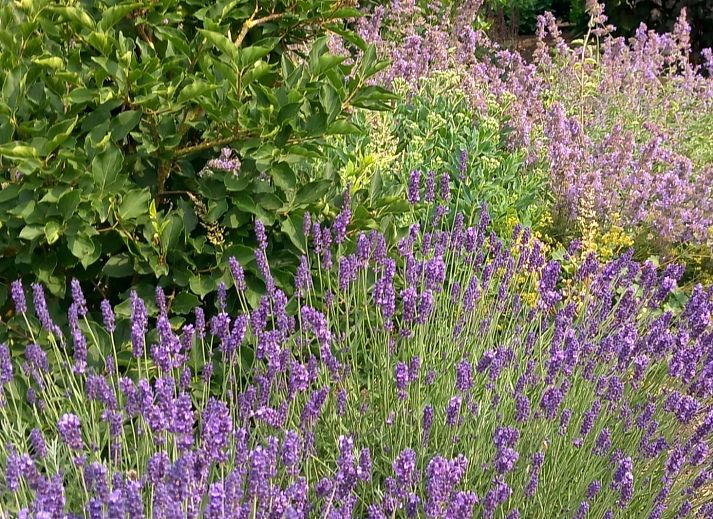 OV700 Ferienhaus in Scheerwolde mit blauen Tueren und laendlicher Umgebung in Overijssel.