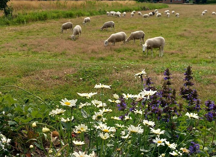Eetruimte in OV701 vakantiehuis Scheerwolde, Overijssel met kleurrijke servies en jam op tafel.