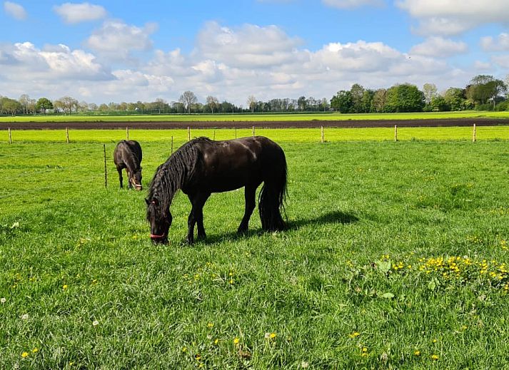 Unterkunft 550815 - Ferienhaus Noordwest Overijssel - OV035