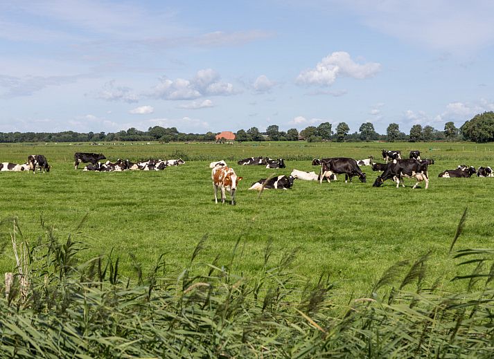 Unterkunft 551110 - Ferienhaus Noordwest Overijssel - OV806