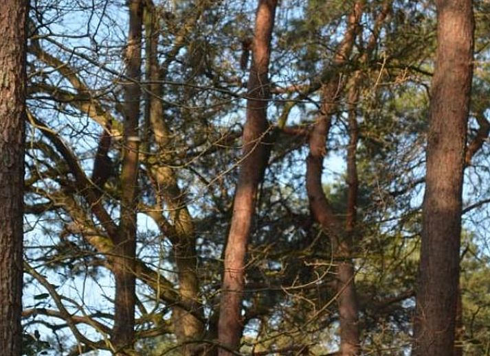 Gemuetliches Schlafzimmer mit offenem Fenster in einem Ferienhaus in IJhorst, Overijssel.