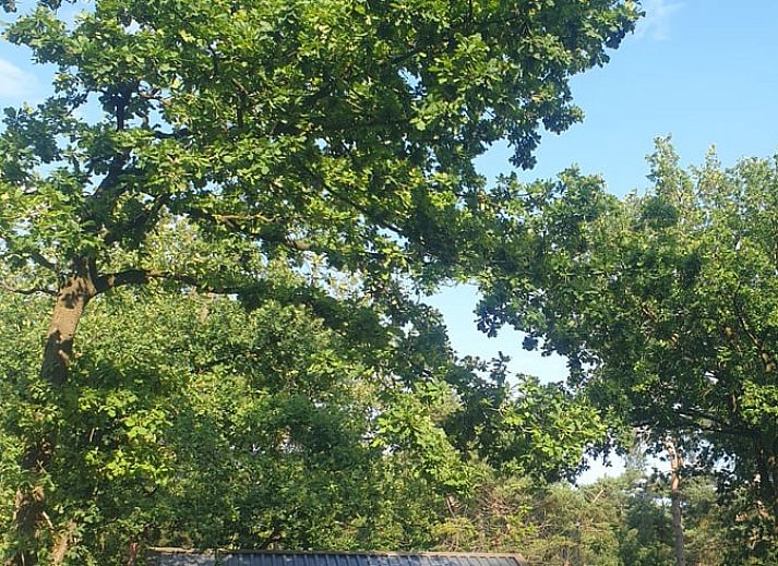 Cottage in IJhorst, Ferienhaus in Nordwest-Overijssel mit hoelzernem Aussenbereich, umgeben von viel Gruen.