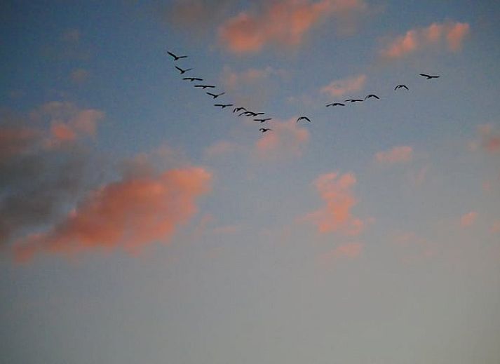 Comfortable sitting area in Cottage in IJhorst, with large windows and views of the wooded area.