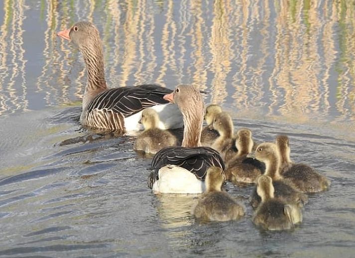 River View at Holiday Home in Kalenberg, perfect location for rest in Northwest Overijssel.