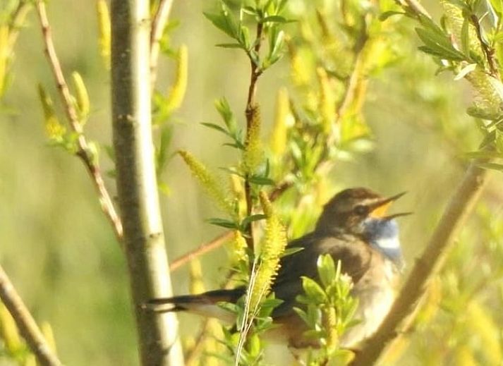 Path to Holiday Home in Kalenberg, surrounded by serene nature in Overijssel.