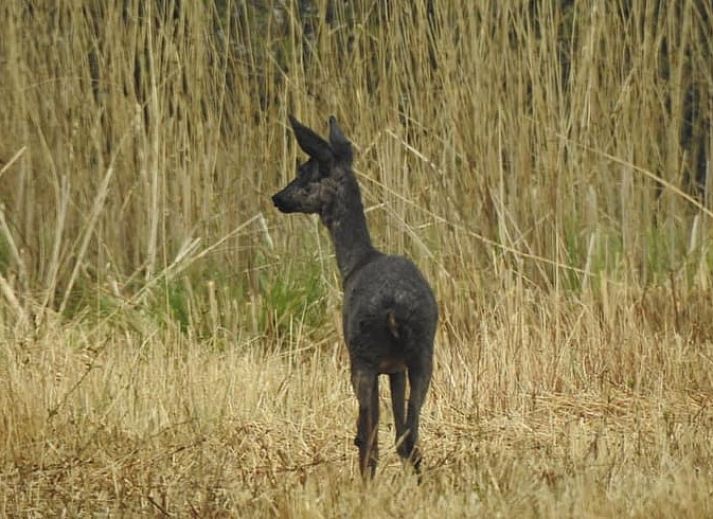 Path to Holiday Home in Kalenberg, surrounded by serene nature in Overijssel.