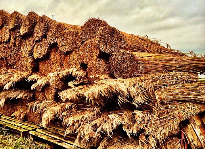 Guest house 551613 - Holiday property Noordwest Overijssel - Vakantiehuisje in Kalenberg