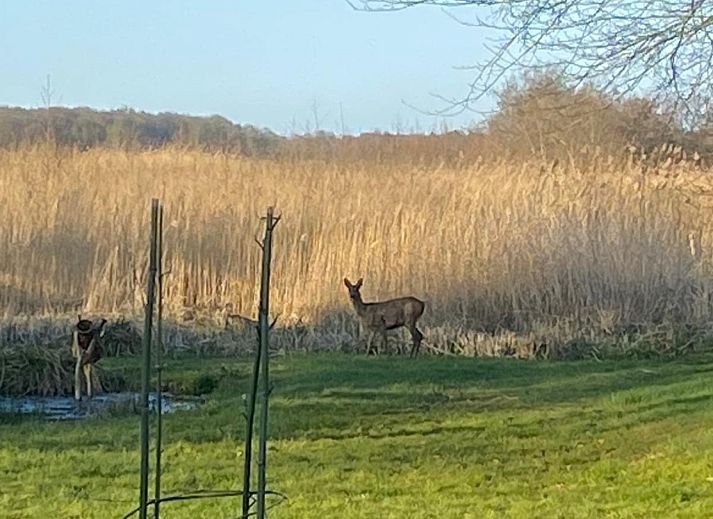Verblijf 551619 - Vakantiewoning Noordwest Overijssel - OV816