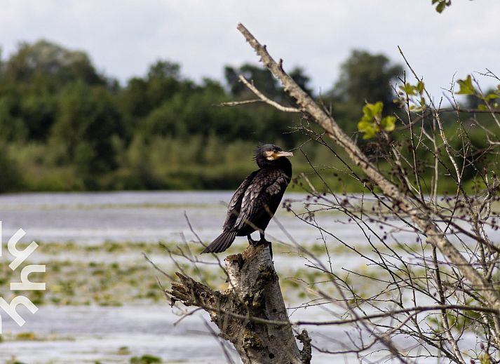 Geraeumiges Wohnzimmer im Ferienhaus OV598, Kalenberg, mit viel Licht und bequemen Sitzgelegenheiten.