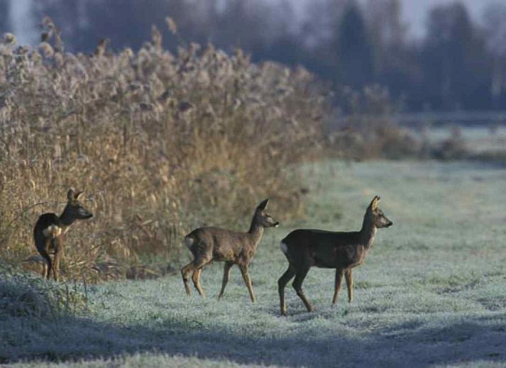 Gezellige woonkamer van OV400 vakantiehuis in Ossenzijl met houtkachel en uitzicht op de natuur.