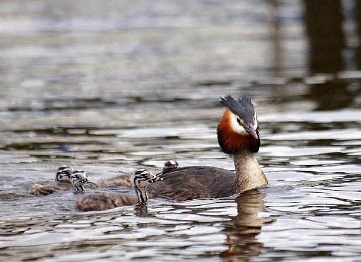 Modernes Badezimmer im Ferienhaus OV271, Tuk, Nordwest Overijssel, mit weissen Fliesen und Waschbecken.