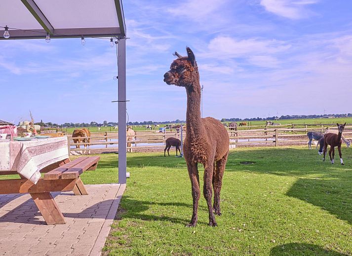 Alpa Casa vakantiehuis in Rouveen, Overijssel met ruime tuin en prachtig uitzicht op het platteland.