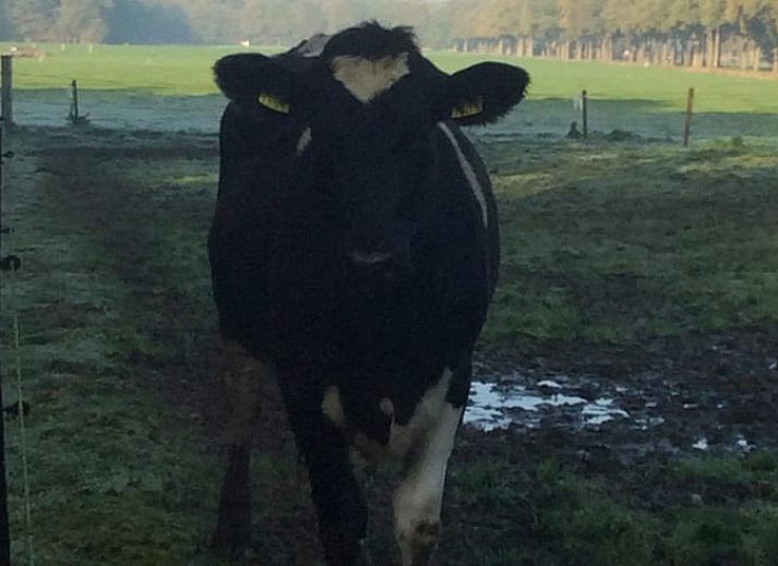 Charming cottage in Eesveen with sunny garden in Northwest Overijssel, perfect vacation home in Overijssel.