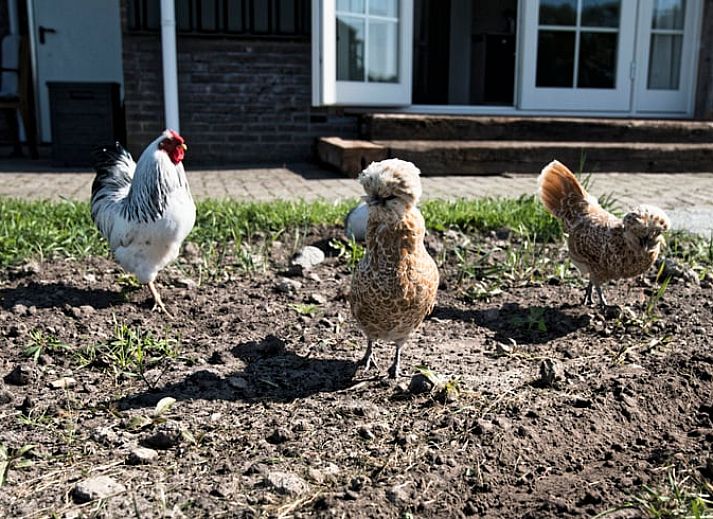 Gemuetliches Schlafzimmer im Ferienhaus in Eesveen, Nordwest Overijssel, mit einem einladenden Doppelbett.