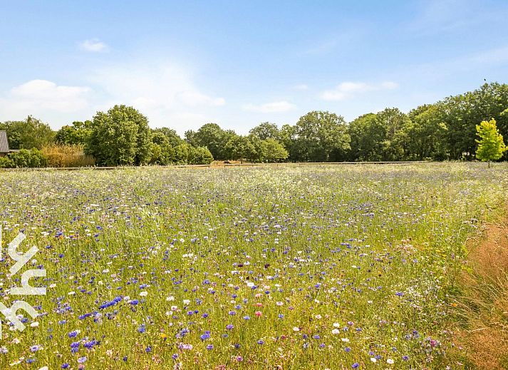 Enjoy the rustic nature surrounding vacation home OV473 in Baars, Overijssel, with vast fields of flowers and green forests.