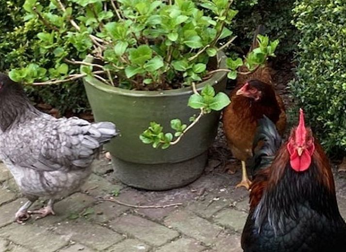 Innenraum eines Ferienhauses in Basse, Overijssel, mit Blumen und stimmungsvoller Dekoration.