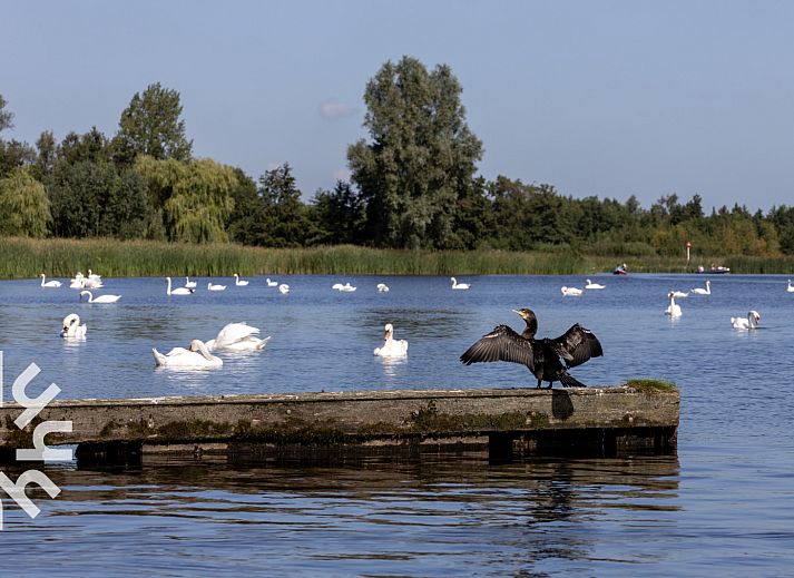 Luchtfoto van OV517, een charmant vakantiehuis in Zuidveen, Noordwest Overijssel, omgeven door groene velden.