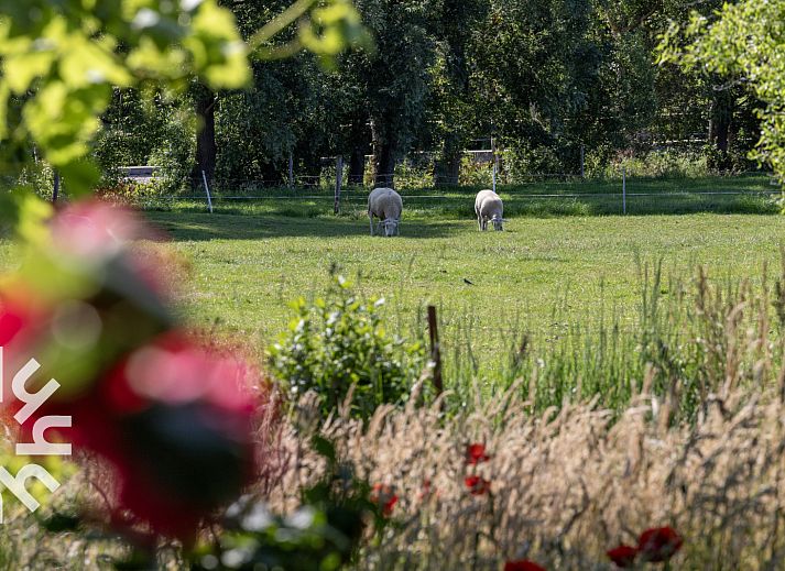 Pittoresk kanaal in de omgeving van OV517 vakantiehuis in Zuidveen, met bruggen en bootjes.