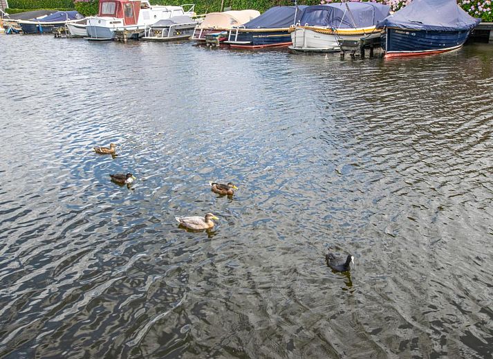 Terras met parasol en bloemen bij Blauwborst 24-20 vakantiehuis in Breukelen, Utrecht.