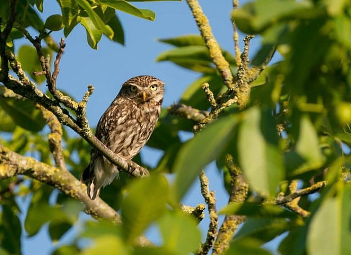 Unterkunft 560508 - Ferienhaus Utrecht noord - Huisje in Leusden