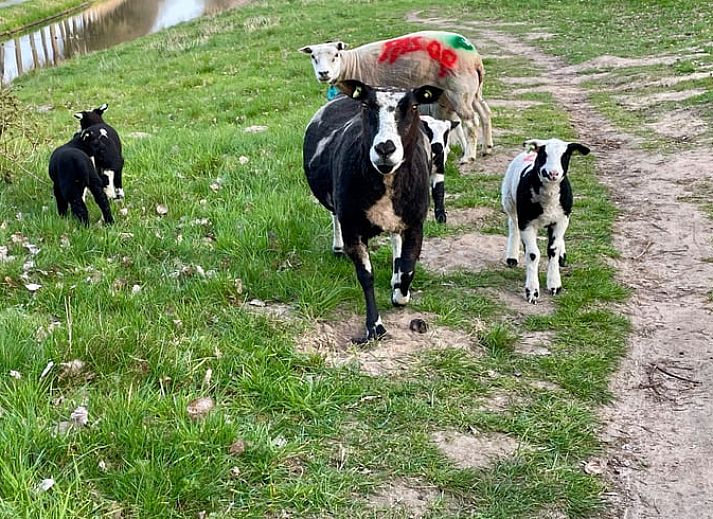 Unterkunft 560508 - Ferienhaus Utrecht noord - Huisje in Leusden
