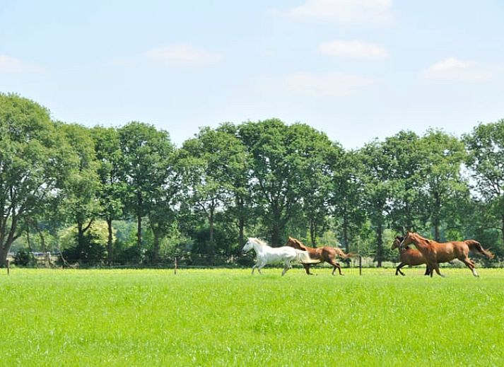 Verblijf 560817 - Vakantiewoning Utrecht noord - Vakantiehuisje in Soest