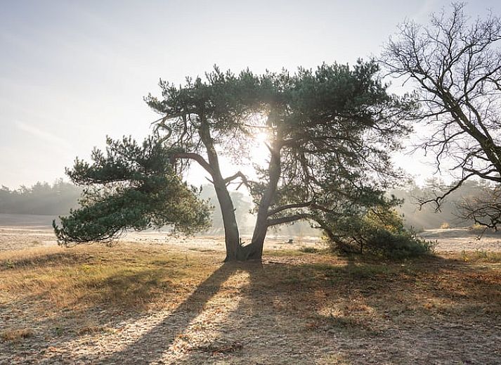 Charmant rood vakantiehuis, Huisje in Soest, omgeven door bosrijke natuur in Soest, Utrecht noord.